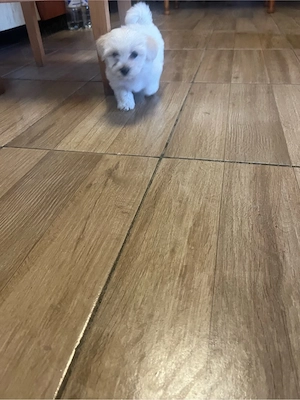 Bichon maltez - imagine 4