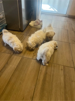 Bichon maltez - imagine 2