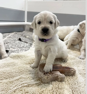 Golden Retriever își caută stăpân!