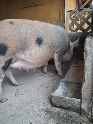 scroafă gestantă de vanzare de 3 luni jumate 