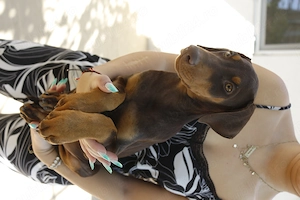Pui Dobermann nerăbdători în găsirea unor familii iubitoare  - imagine 3