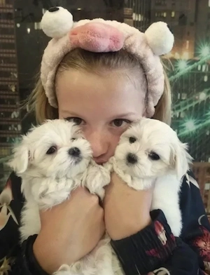 Bichon Maltez - Canisă Autorizată 