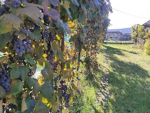 Teren 10,4 ari+casă veche pentru renovat  - imagine 3