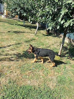vănd pui ciobănesc german