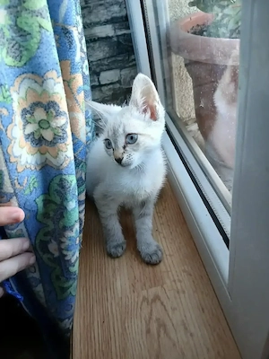 Pisicuța, mama australian mist, tata siamez