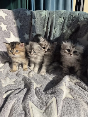 Scottish fold & British Longhair