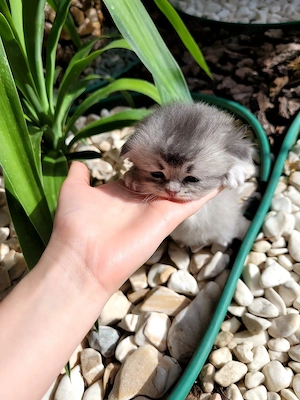 Scottish fold & British Longhair - imagine 2