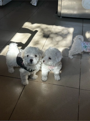 bichon maltez.   - imagine 5