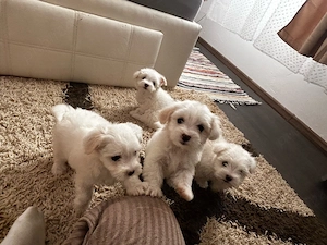 Bichon maltez
