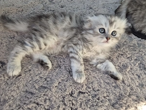 Scottish fold & British Longhair - imagine 4
