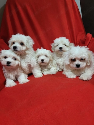 cățeii  bichon