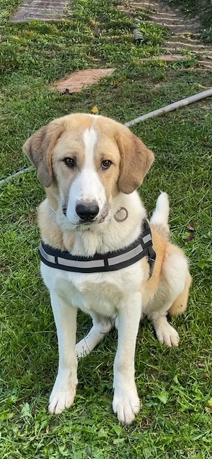 ofer spre adoptie catel talie mare de 1 an carnet sanatate la zi si microcipat 