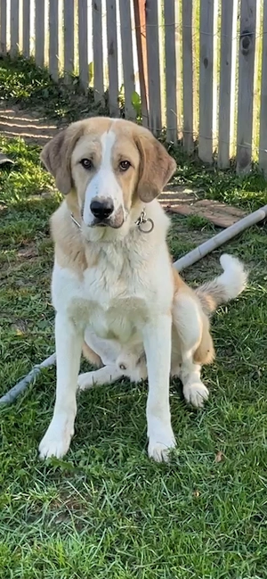 ofer spre adoptie catel talie mare de 1 an carnet sanatate la zi si microcipat  - imagine 3