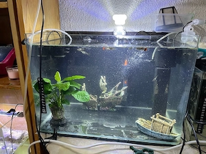 Acvariu 50 litri  - imagine 3