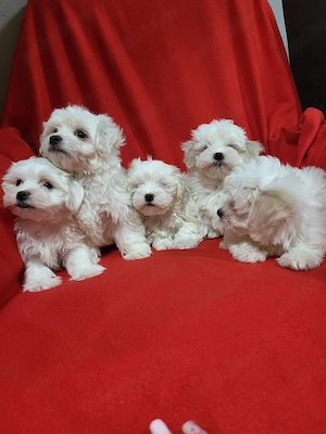 cățeii  bichon - imagine 3