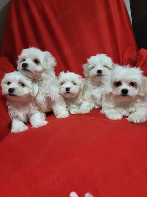 cățeii  bichon - imagine 4