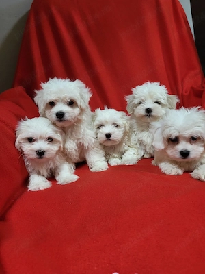 cățeii  bichon - imagine 2