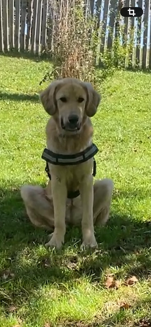 ofer spre adoptie catelusa talie mare 1an sterilizata cu carnet sanatate si microcipata - imagine 2