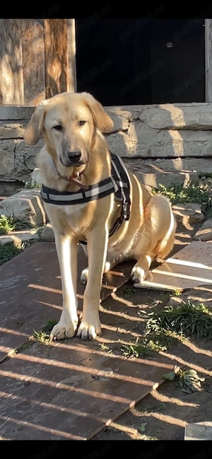 ofer spre adoptie catelusa de 1 an cu carnet de sanatate sterilizata si microcipata  - imagine 4