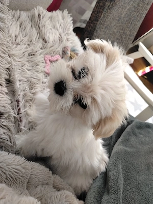 Bichon maltez 