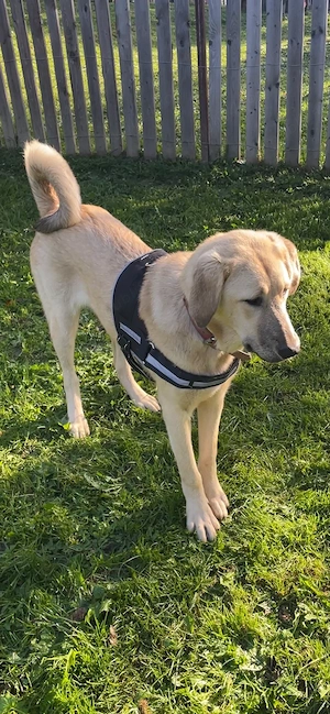 ofer spre adoptie catelusa de 1 an cu carnet de sanatate sterilizata si microcipata  - imagine 3