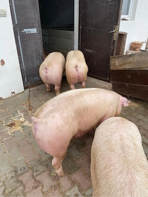 porci de carne  - imagine 2