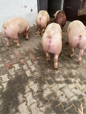porci de carne  - imagine 4