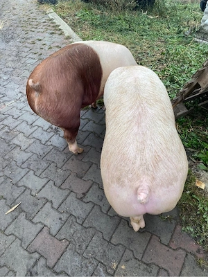 porci de carne  - imagine 3