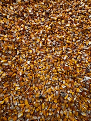 porumb de vanzare 1,2lei kg