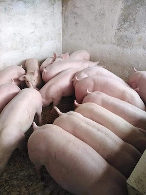 porci de carne  - imagine 2