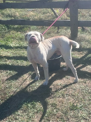Dogo Argentino   metis   mascul, câine puternic și frumos