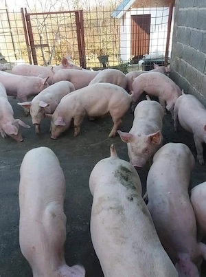 porci de carne  - imagine 3