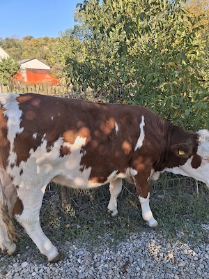 Văcuţă bălțată de vânzare 