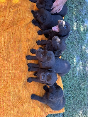 7 pui Labrador Retriever   6 săptămâni, pentru rezervare - imagine 3