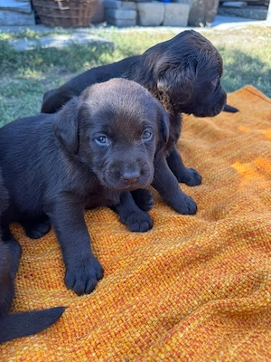 7 pui Labrador Retriever   6 săptămâni, pentru rezervare - imagine 4