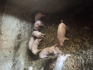 Purcei de vânzare - imagine 2