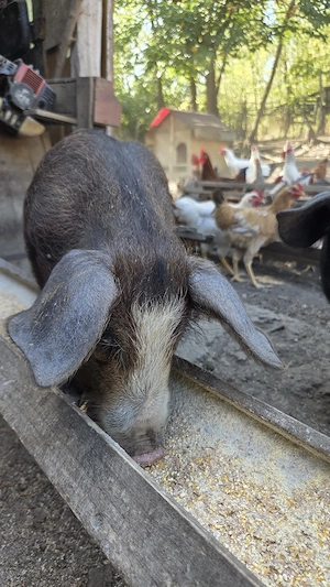 Vând purcele Duroc-Bazna  - imagine 2