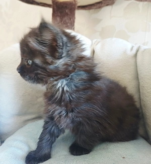 Maine Coon Mascul - imagine 3