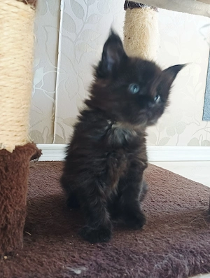 Maine Coon Mascul