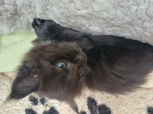 Maine Coon Mascul - imagine 5
