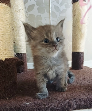 Maine Coon, femela si mascul - imagine 3