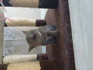 Maine Coon, femela si mascul - imagine 2