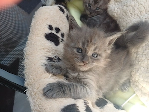 Maine Coon, femela si mascul - imagine 4