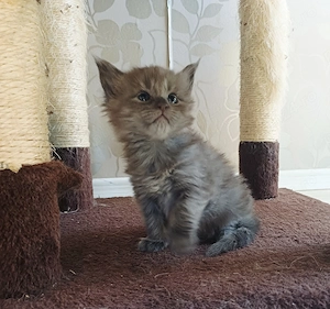 Maine Coon, femela si mascul
