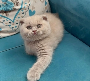 Scottish Fold Lilac 