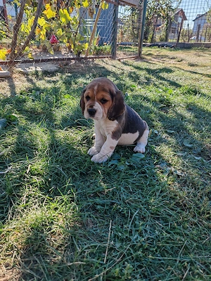 Beagle tricolor  alb  - imagine 3