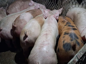 vnd porci 