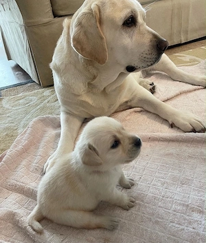 Labrador activ  - imagine 2