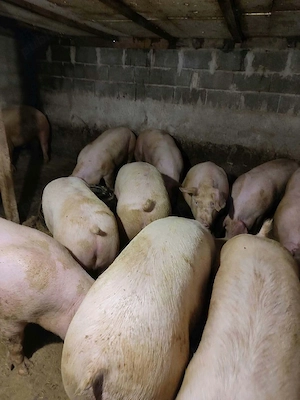porci de carne 