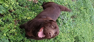 Labrador ciocolatiu  - imagine 2
